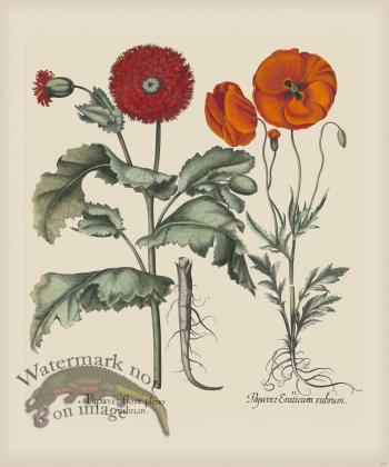 Besler 290 Colored  B2